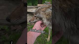COYOTE GROOMING 101 🐺 ❤️ #weavethecoyote #coyote #dog #puppy #nature #wildlife #cute #animals #love