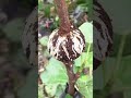grafted roots that have grown well #farming #agriculture #shorts