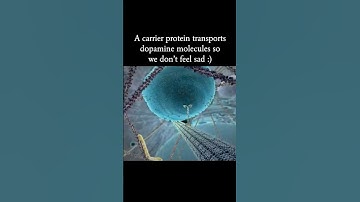 A carrier protein transports dopamine molecules so we don’t feel sad :)