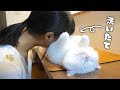 洗いたてのふわっふわの猫まくらが気持ちよすぎました！