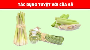 Cây Sả Và Những Công Dụng Khiến Nhiều Người Bất Ngờ