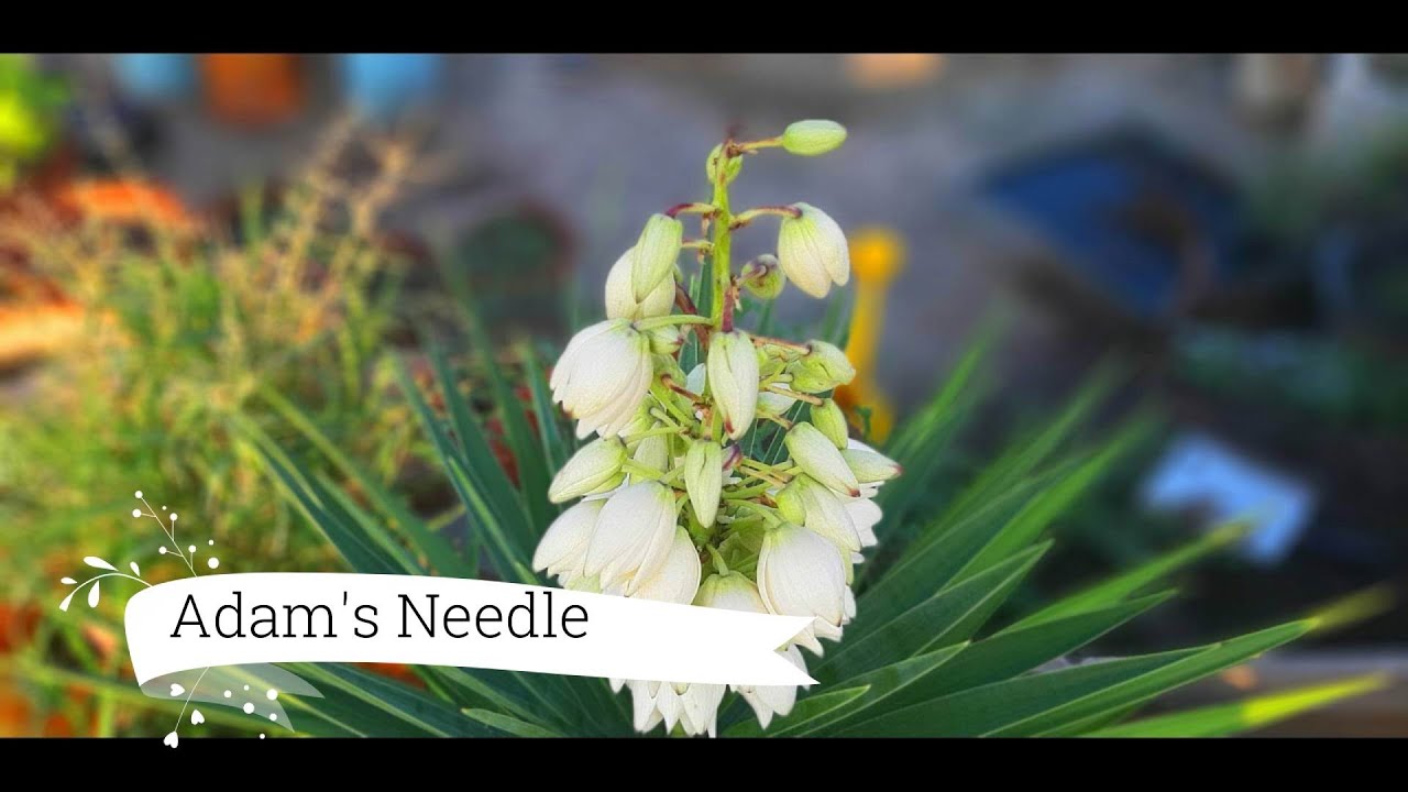 Growing Adam s Needle From Cutting Edible Medicinal And Utilitarian growing-adam-s-needle-from-cutting-edible-medicinal-and-utilitarian