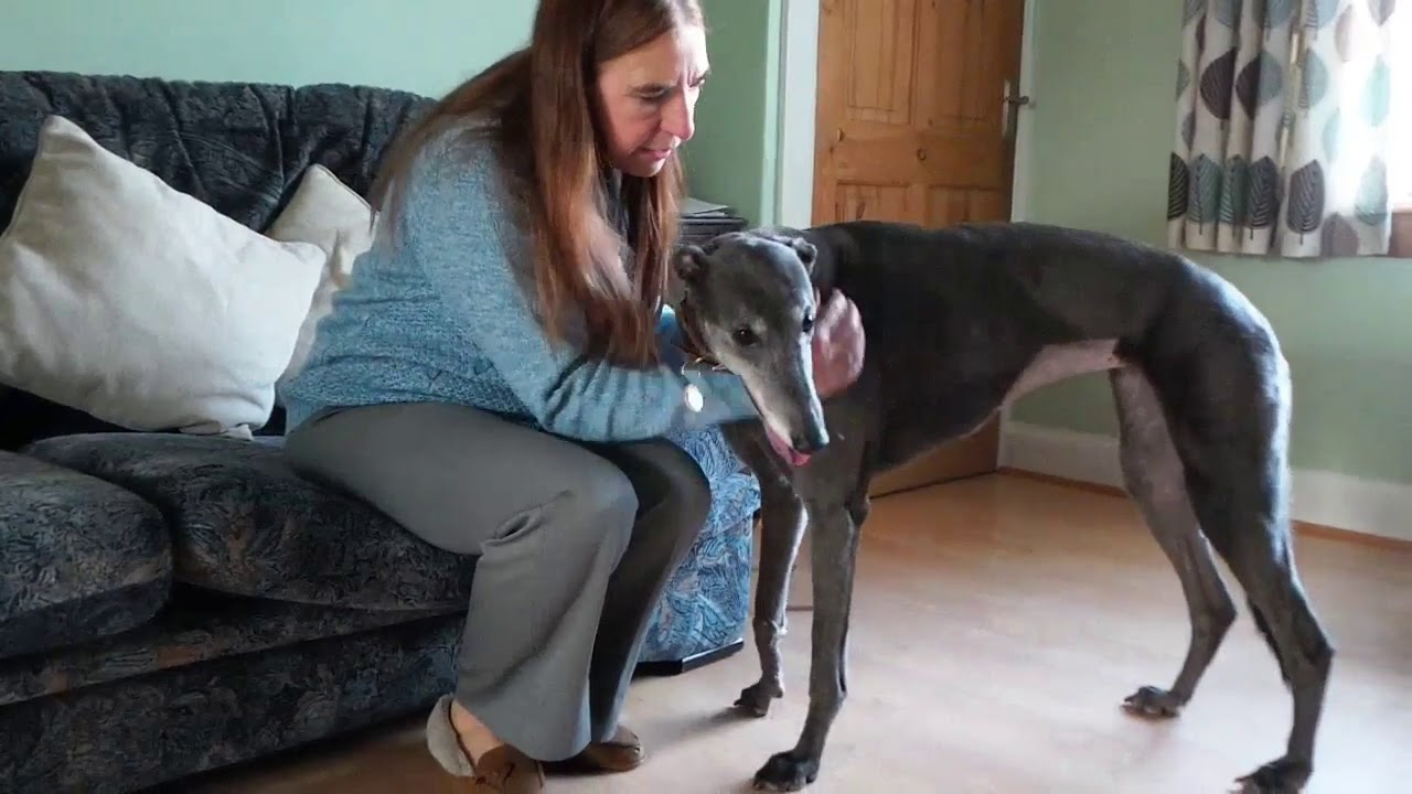 wales wisconsin Dogs Trust West Calder - Marion