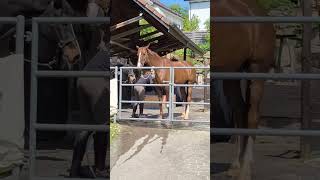 Oberrohrdorf Schweiz #Schwitzerland #dorf#Oberrohrdorf #tiere #nature
