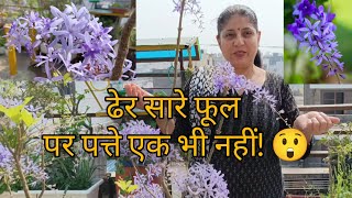 Queen’s Wreath Plant 🌸 | Most Beautiful Purple Flowering Vine for Your Garden