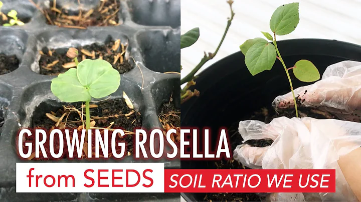 Growing Rosella from Seeds  What ratio we use for ...