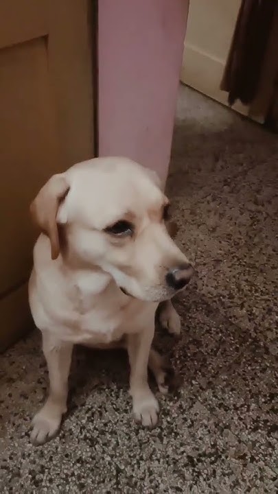 youtubeshorts dog New Name YouTube youtubeshorts-dog-new-name-youtube