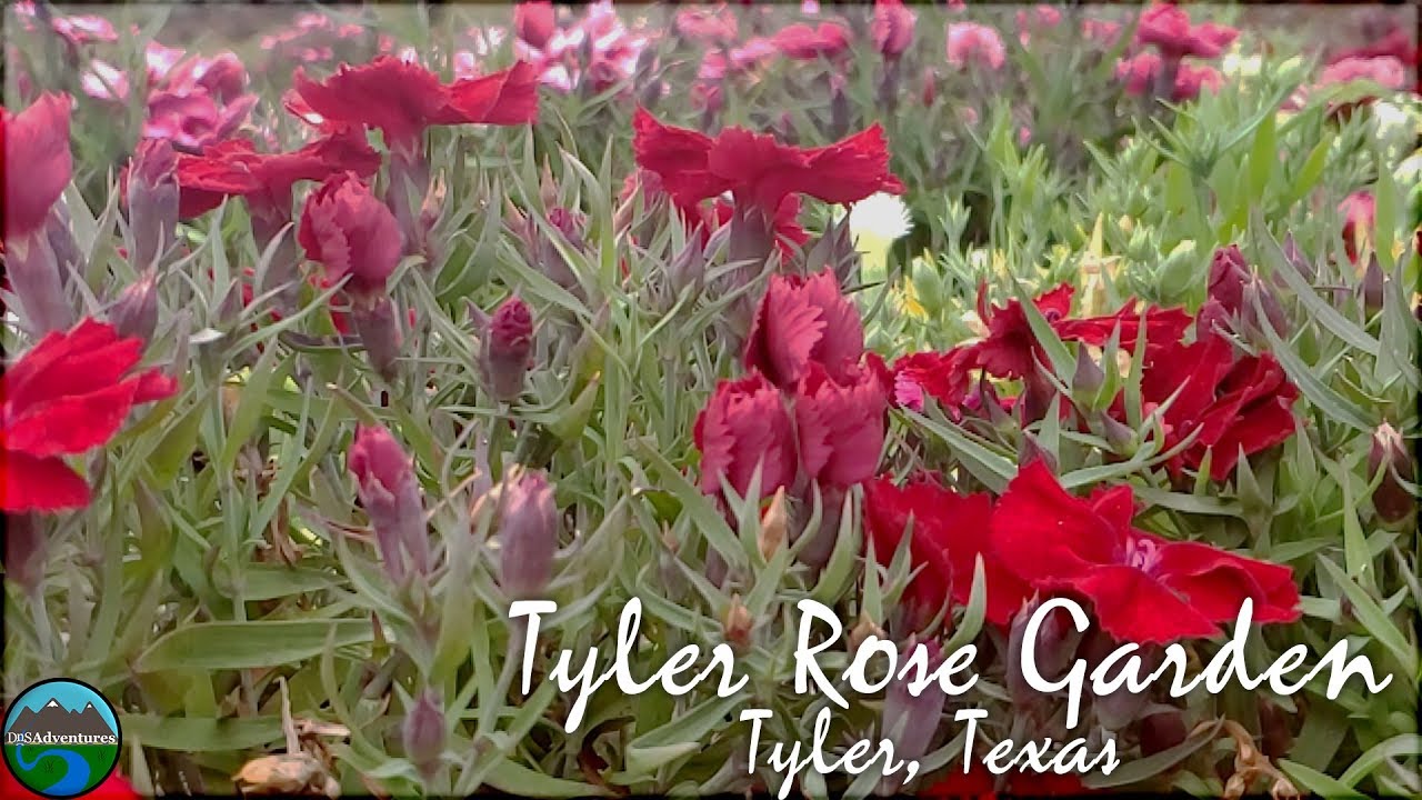 Tyler Rose Garden Tyler Texas Youtube