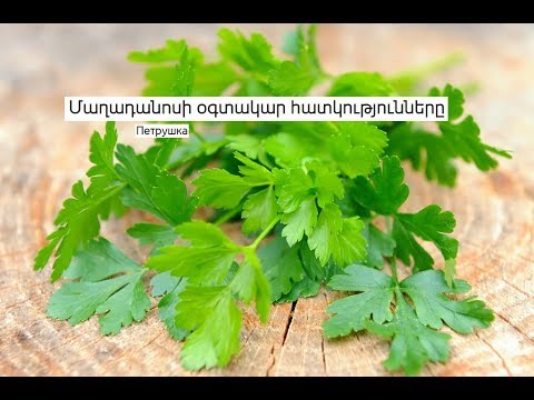 Video: Մաղադանոսի բույսը սերմացու է. Ինչպես պահել մաղադանոսը պտտվելուց