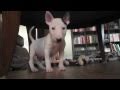 mini bull terrier - Zelda - first day home ! の動画、YouTube動画。