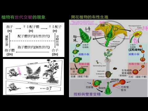 植物的世代交替與被子植物的有性生殖