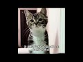 爪も尾もない子猫が再び温かい家を手にした #犬 #動物 #動物世界 #面白い #funny