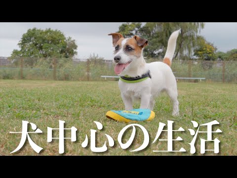 【犬中心の生活】多頭飼い独身女の休日はこんな感じです/ジャックラッセルテリア