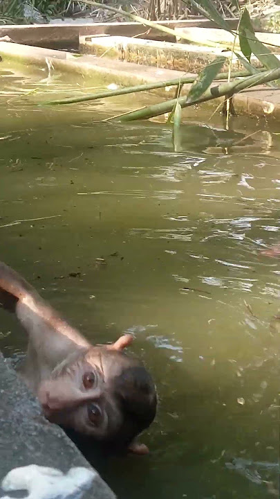 VID20250404155042 play