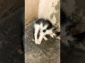 Hasta que tenemos mañana fresca #catchow #cat #consentidotumascota #gatitos #cute #kitten #cats