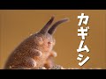 【カギムシ】～虫ではありません、ナメクジでもありません～