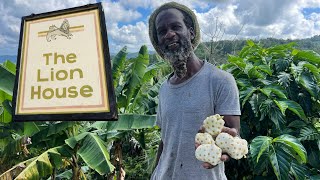 The LION HOUSE! Spectacular Views by Ocho Rios 🦁