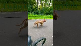 Biking Red Red Nose Family