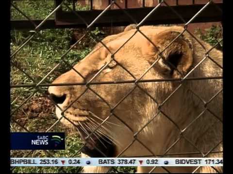 Thumb of Nyanga The Lion Ends Early Retirement In More Ways Than One video