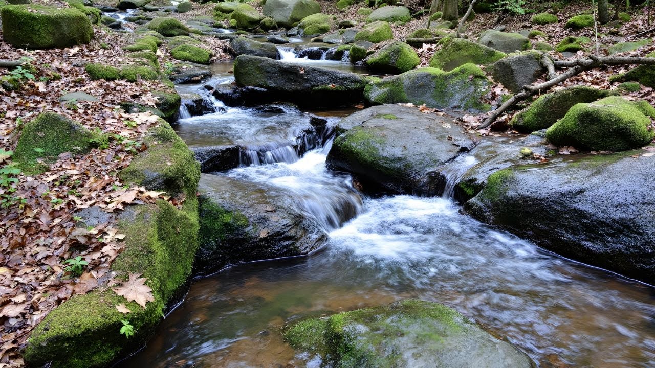 Gentle River Stream with Wind Through Trees | 11 Hours ASMR for Restful Night
