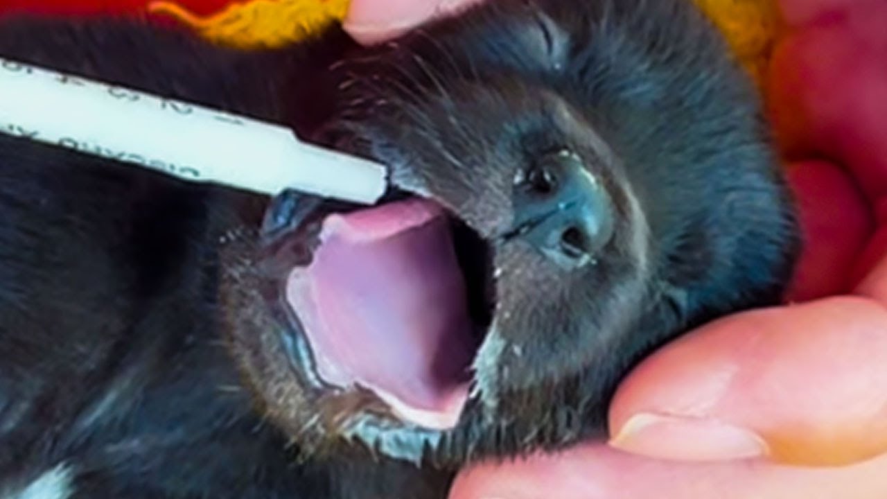 Abandoned Puppies Need More Help From us! Please Help Them!! He is Very ...