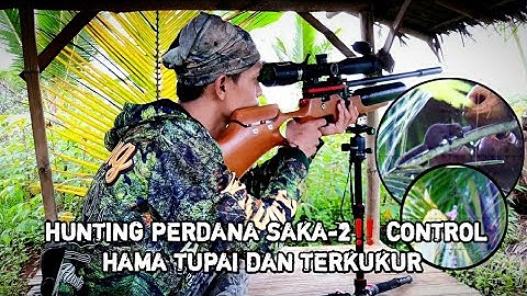 PEST CONTROL HAMA YANG MERESAHKAN PETANI‼GUBUK TUA TAK BERTUAN 🔴SAKA-2