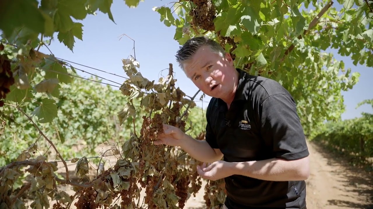 APDF Crop Report FEB 2024