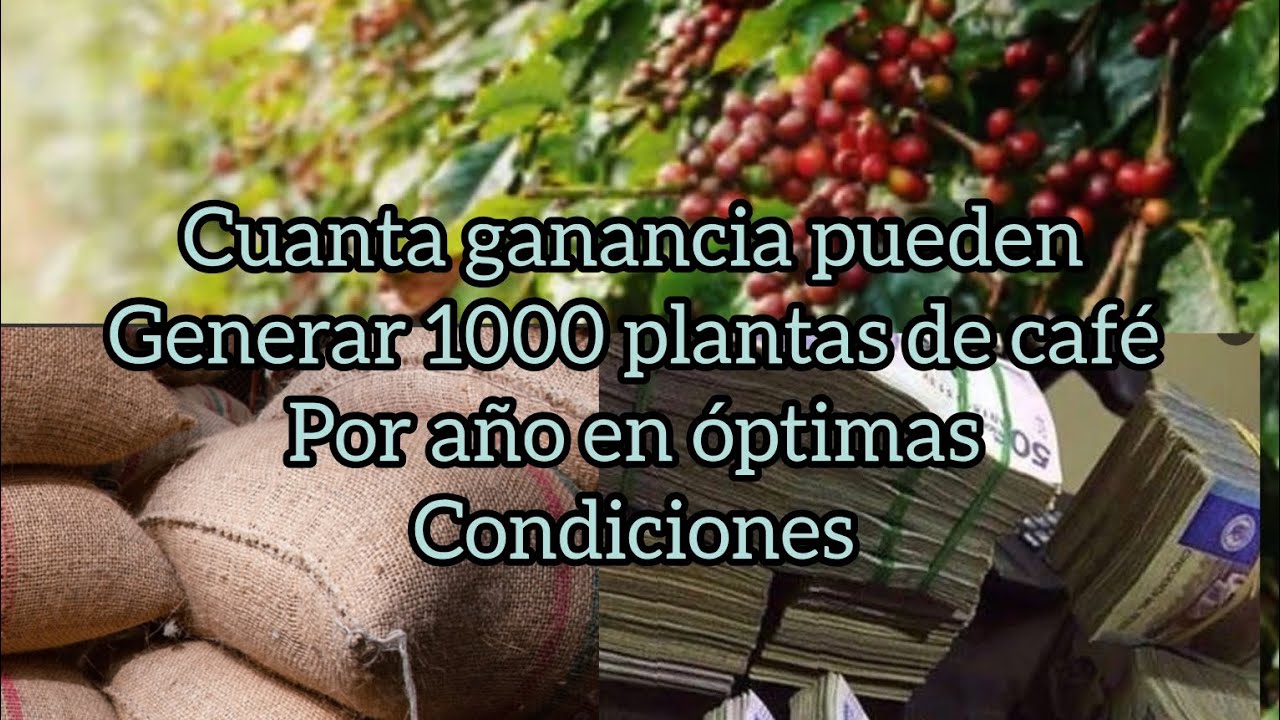 Que tan rentable es el cultivo de café? ganancias estimadas por 1000 plantas de #cafe #coffee