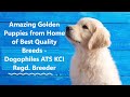 Amazing golden puppies from home of best quality breeds in kolkata dogophiles ats kci reg breeder
