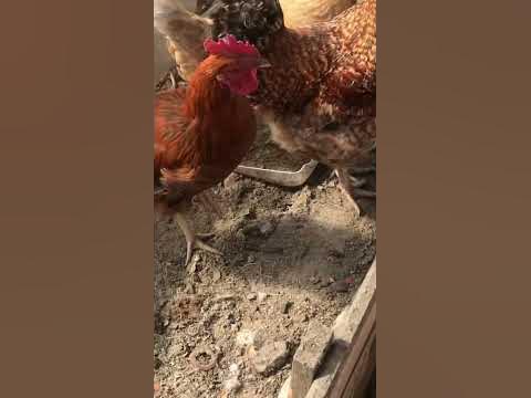 Что бы куры неслись каждый день, покупайте этот корм! - YouTube