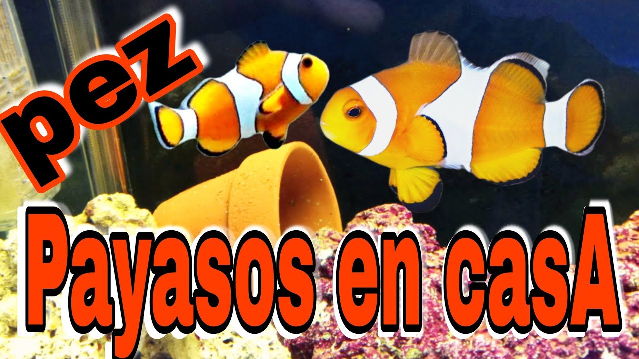 Pez payaso en casa, la pareja.