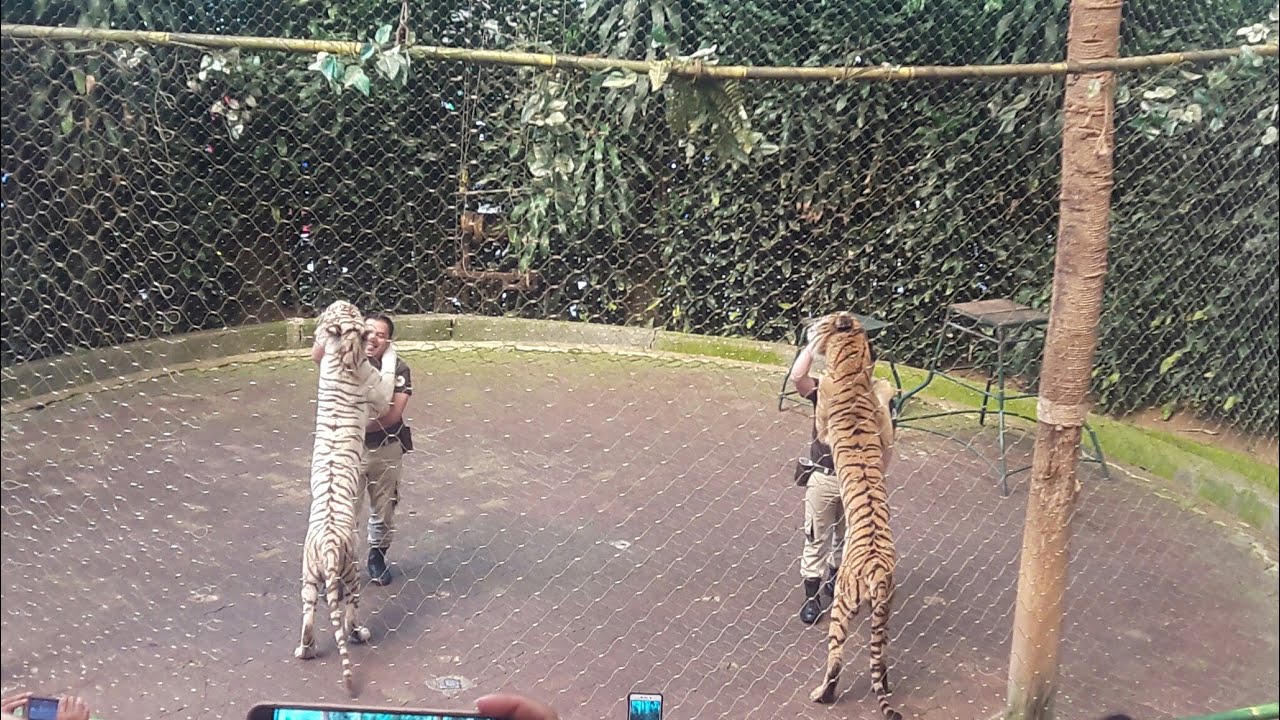 taman safari indonesia harimau