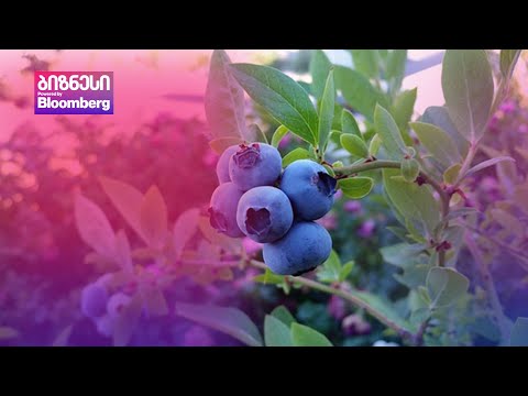 ქართული მოცვის საექსპორტო ღირებულება განახევრდა