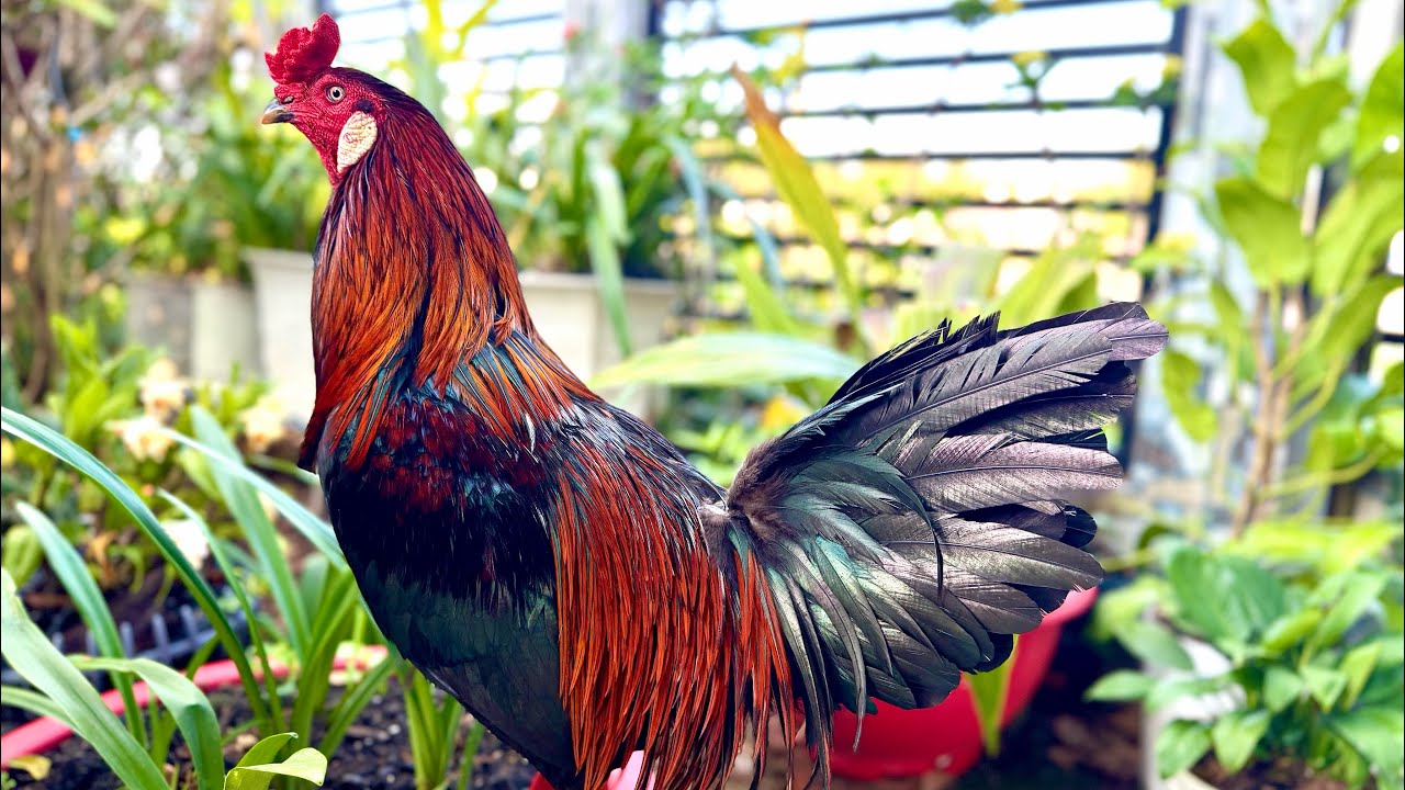 #top3 ĐẲNG CẤP tay đôi : kết bạn Z.A.L.O 