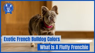Exotic French Bulldog Colors, What Is A Fluffy French Bulldog