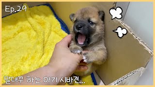 할 말이 많은 새끼 강아지... [ Ep.29 ]