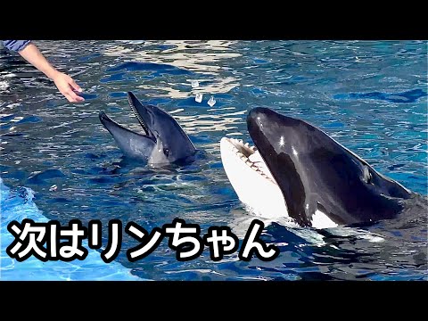 シャチのリンちゃん イルカの次に撫でてもらいます【名古屋港水族館