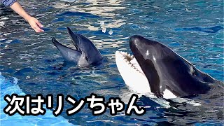 シャチのリンちゃん イルカの次に撫でてもらいます【名古屋港水族館