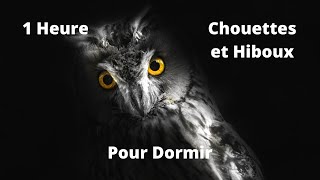 Hiboux et Chouettes Hululements - La nuit - Son de la Nature - Des Sons Relaxants - 1 Heure