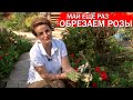 Май ещё раз обрезаем розы