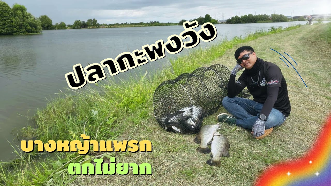 กะพงวัง บางหญ้งแพรก ก็ตกไม่ยากนี่หว่าาาาาา