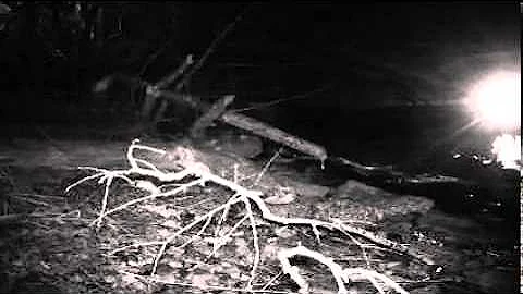 Hard-Working Beaver Near Detroit River