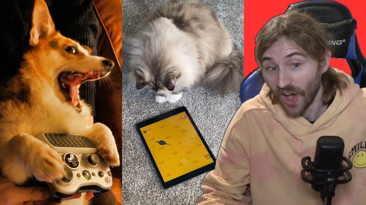 Animals Playing Video Games!