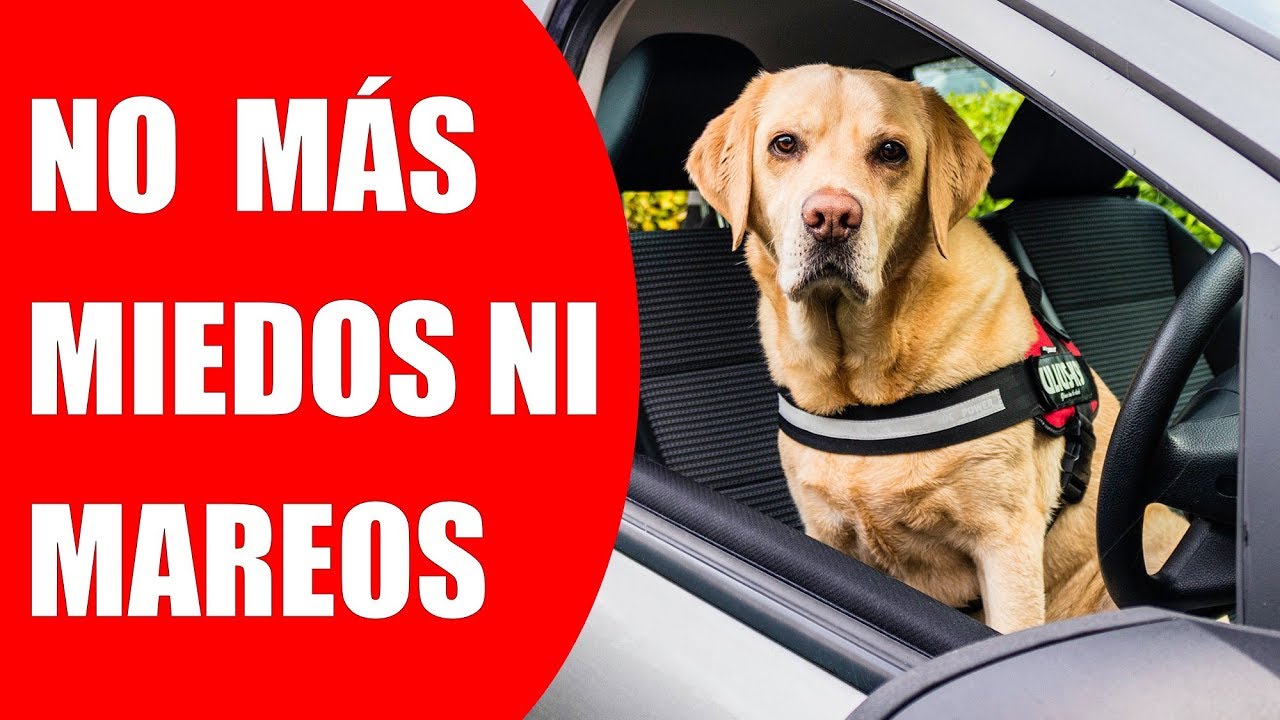 Divisor de maletero universal para perros-coche Perro Guardia-rejilla  protectora