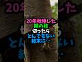 20年我慢した隣の枝切ったらとんでもない結末に…　 #実話