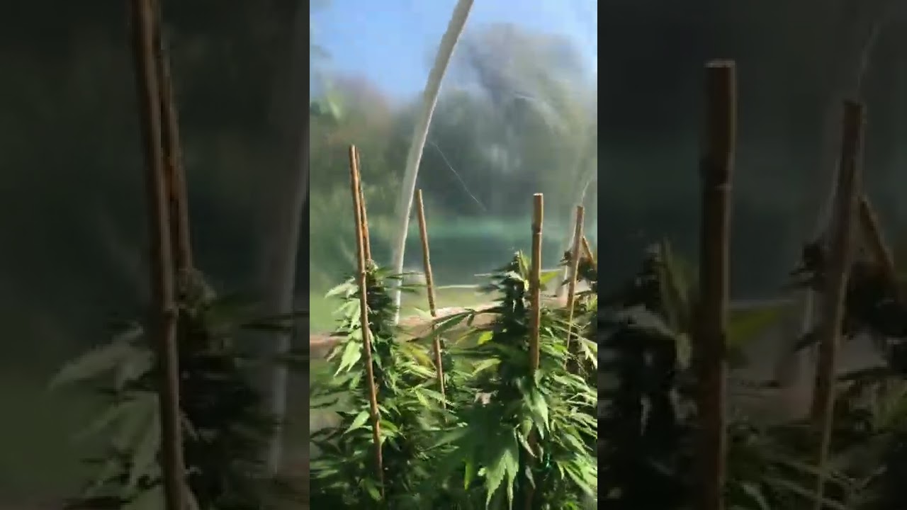 Preharvest outdoor mmj 2022