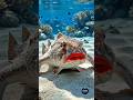 This Fish Wears Lipstick &amp; WALKS on the Ocean Floor 😱 #Shorts
