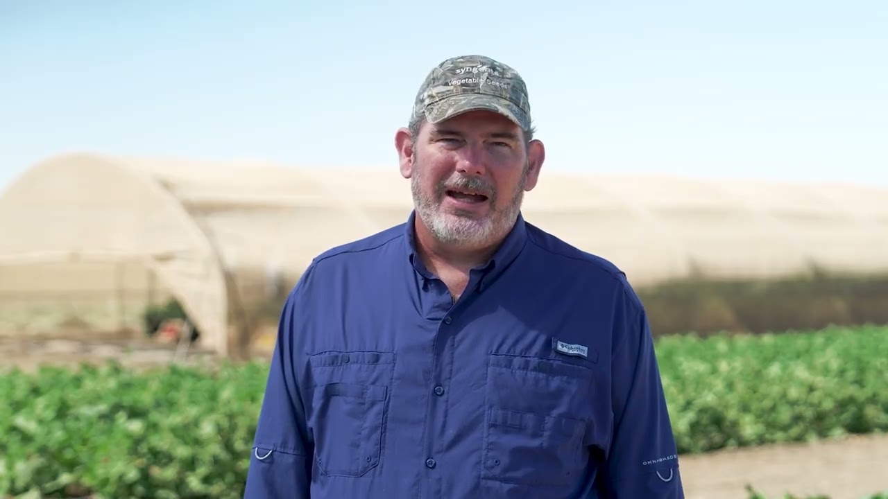 Fortress Squash Featuring Downy Mildew Resistance