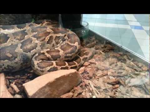 Python molurus pimbura, Poznan, King Cross