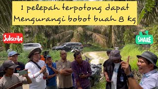 Cara Menghitung Pelepah Kelapa Sawit || By : Djend. Muhayat PPKS Medan